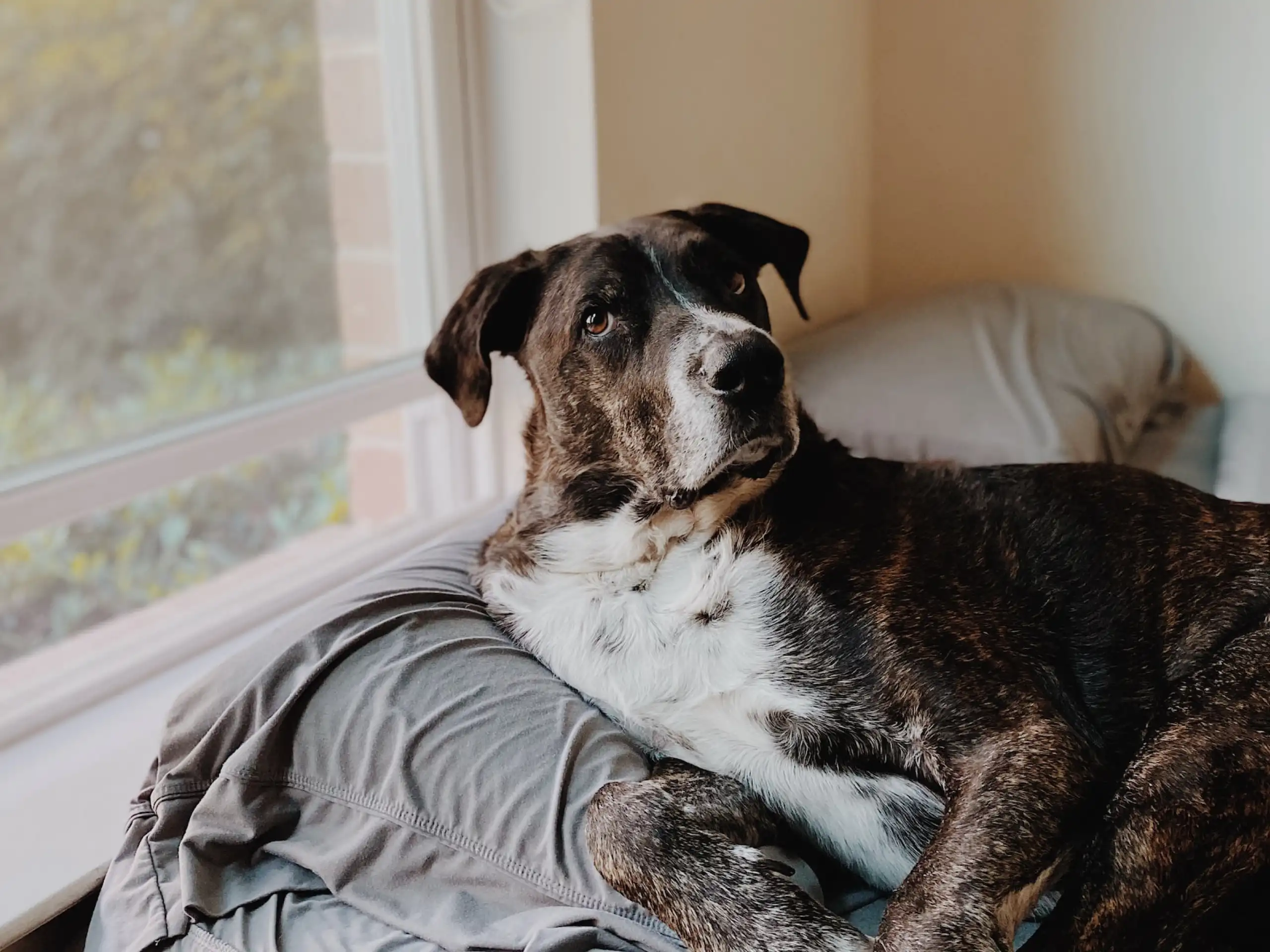 What Can You Give A Dog For Dermatitis